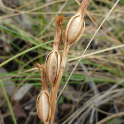 Bunochilus umbrinus (ACT) = Pterostylis umbrina (NSW) (Broad-sepaled Leafy Greenhood) by RWPurdie