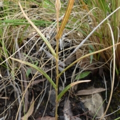 Bunochilus umbrinus (ACT) = Pterostylis umbrina (NSW) at suppressed - 6 Nov 2015