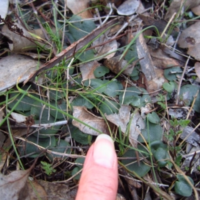 Corysanthes hispida (Bristly Helmet Orchid) at Aranda, ACT - 17 Jul 2015 by CathB