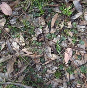 Corysanthes hispida at Aranda, ACT - 17 Jul 2015