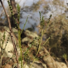 Indigofera adesmiifolia (Tick Indigo) at Rob Roy Range - 21 Aug 2014 by michaelb