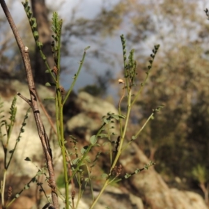 Indigofera adesmiifolia at Conder, ACT - 21 Aug 2014