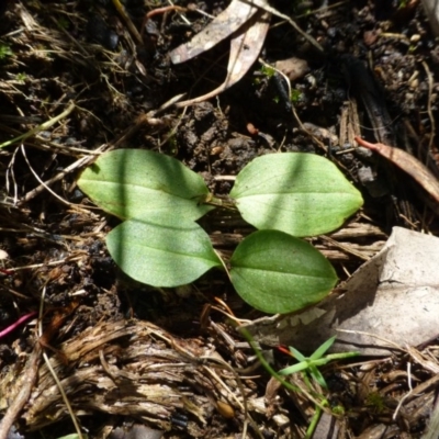Chiloglottis sp. (A Bird/Wasp Orchid) at Acton, ACT - 5 Nov 2015 by RWPurdie