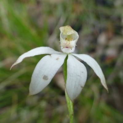 Caladenia moschata (Musky Caps) at Acton, ACT - 6 Nov 2015 by RWPurdie
