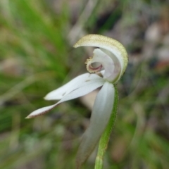 Caladenia moschata at Acton, ACT - 6 Nov 2015