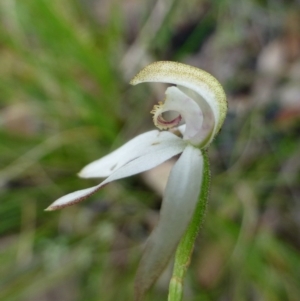 Caladenia moschata at Acton, ACT - 6 Nov 2015