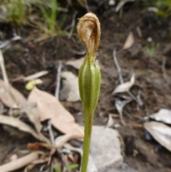 Pterostylis nutans (Nodding Greenhood) at Acton, ACT - 5 Nov 2015 by RWPurdie