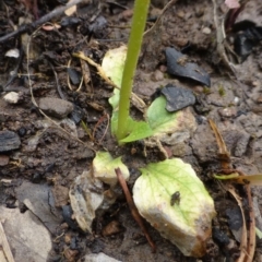 Pterostylis nutans at Acton, ACT - suppressed