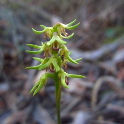 Corunastylis cornuta (Horned Midge Orchid) at Aranda Bushland - 19 Mar 2014 by CathB