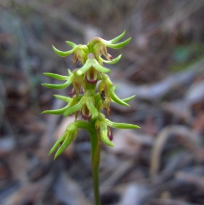 Corunastylis cornuta (Horned Midge Orchid) at Aranda, ACT - 19 Mar 2014 by CathB
