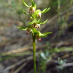 Corunastylis cornuta (Horned Midge Orchid) at Aranda, ACT - 19 Feb 2015 by CathB