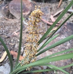 Lomandra multiflora (Many-flowered Matrush) at Acton, ACT - 6 Nov 2015 by GrahamW