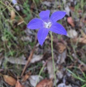 Wahlenbergia stricta subsp. stricta at Googong, NSW - 6 Nov 2015