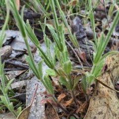 Wahlenbergia stricta subsp. stricta at Googong, NSW - 6 Nov 2015 08:59 PM