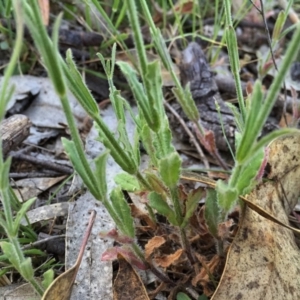 Wahlenbergia stricta subsp. stricta at Googong, NSW - 6 Nov 2015 08:59 PM