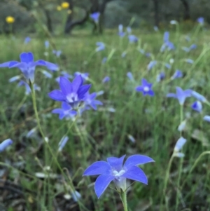 Wahlenbergia stricta subsp. stricta at Googong, NSW - 6 Nov 2015 08:59 PM