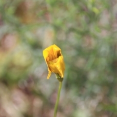 Unverified at Mount Majura - 6 Nov 2015 by petersan
