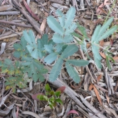 Acacia baileyana (Cootamundra Wattle, Golden Mimosa) at Aranda, ACT - 3 Nov 2015 by JanetRussell