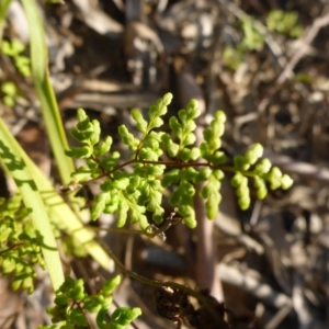 Cheilanthes austrotenuifolia at Aranda, ACT - 3 Nov 2015 04:16 PM