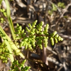 Cheilanthes austrotenuifolia (Rock Fern) at Aranda, ACT - 3 Nov 2015 by JanetRussell