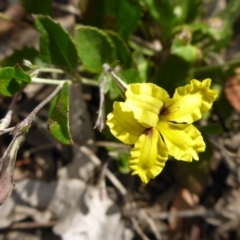 Goodenia hederacea subsp. hederacea (Ivy Goodenia, Forest Goodenia) at Aranda, ACT - 3 Nov 2015 by JanetRussell