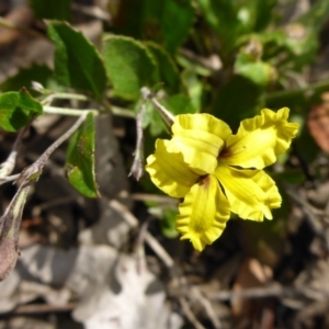 Goodenia hederacea subsp. hederacea at Aranda, ACT - 3 Nov 2015