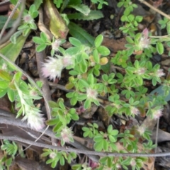 Trifolium arvense var. arvense (Haresfoot Clover) at Aranda, ACT - 3 Nov 2015 by JanetRussell