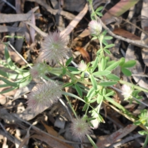Trifolium arvense var. arvense at Aranda, ACT - 3 Nov 2015