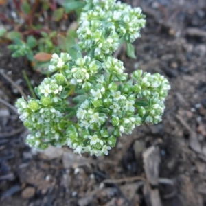 Poranthera microphylla at Aranda, ACT - 3 Nov 2015 03:35 PM