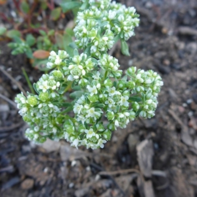 Poranthera microphylla (Small Poranthera) at Aranda, ACT - 3 Nov 2015 by JanetRussell