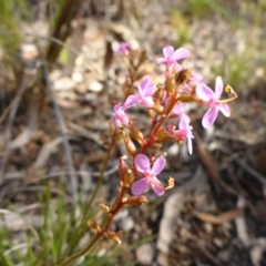 Stylidium graminifolium (grass triggerplant) at Aranda, ACT - 3 Nov 2015 by JanetRussell
