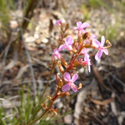 Stylidium graminifolium (grass triggerplant) at Aranda, ACT - 3 Nov 2015 by JanetRussell