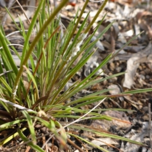 Stylidium graminifolium at Aranda, ACT - 3 Nov 2015