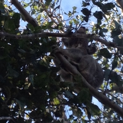 Phascolarctos cinereus (Koala) at Coominya, QLD - 7 Nov 2015 by gere