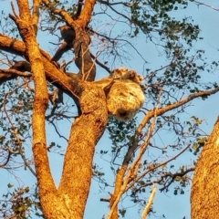 Phascolarctos cinereus (Koala) at Rosalie Plains, QLD - 29 Oct 2015 by MellyBear