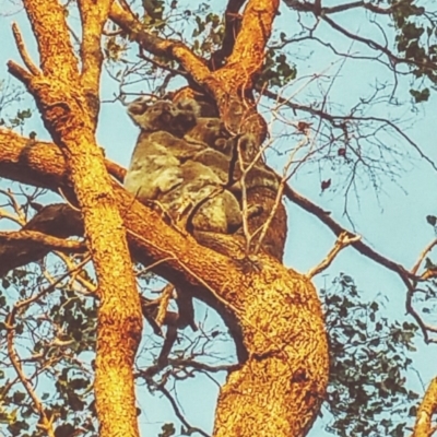 Phascolarctos cinereus (Koala) at Rosalie Plains, QLD - 30 Oct 2015 by MellyBear