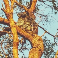 Phascolarctos cinereus (Koala) at Rosalie Plains, QLD - 29 Oct 2015 by MellyBear