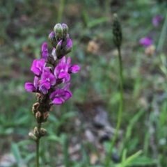 Cullen microcephalum (Dusky Scurf-pea) at Wandiyali-Environa Conservation Area - 6 Nov 2015 by Wandiyali