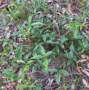 Cullen microcephalum at Jerrabomberra, NSW - 7 Nov 2015