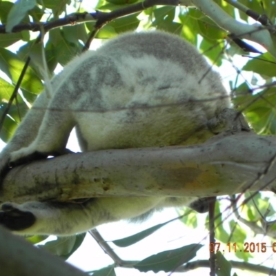 Phascolarctos cinereus (Koala) at Rous, NSW - 6 Nov 2015 by Goodvibes