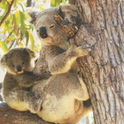 Phascolarctos cinereus (Koala) at Moonbi, NSW - 7 Nov 2015 by schofield