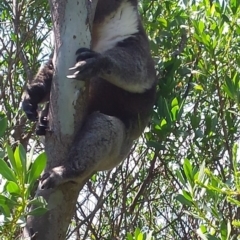 Phascolarctos cinereus (Koala) at Crafers, SA - 7 Nov 2015 by MLow