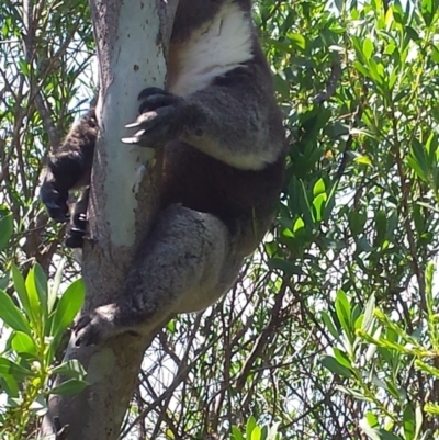 Phascolarctos cinereus (Koala) at Crafers, SA - 7 Nov 2015 by MLow