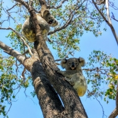 Phascolarctos cinereus (Koala) at Rosalie Plains, QLD - 2 Nov 2015 by MellyBear