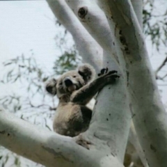 Phascolarctos cinereus (Koala) at Rosalie Plains, QLD - 5 Nov 2015 by MellyBear