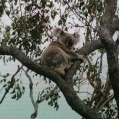 Phascolarctos cinereus (Koala) at Balgowan, QLD - 5 Nov 2015 by MellyBear