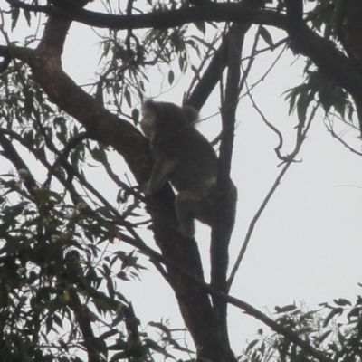 Phascolarctos cinereus (Koala) at Clunes, NSW - 6 Nov 2015 by SueM