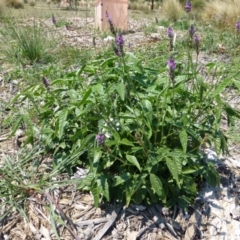 Cullen microcephalum (Dusky Scurf-pea) at Molonglo Valley, ACT - 8 Jan 2015 by AndyRussell