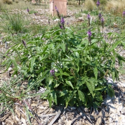 Cullen microcephalum (Dusky Scurf-pea) at Molonglo Valley, ACT - 7 Jan 2015 by AndyRussell