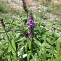 Cullen microcephalum at Molonglo Valley, ACT - 8 Jan 2015 10:29 AM